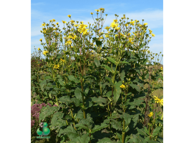 Silphium perfoliatum